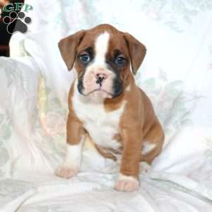 Bentley, Boxer Puppy