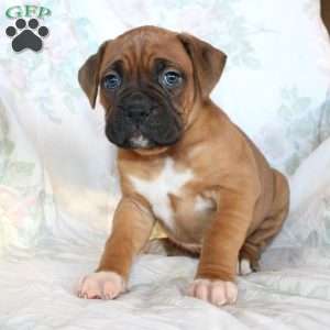 Ben, Boxer Puppy