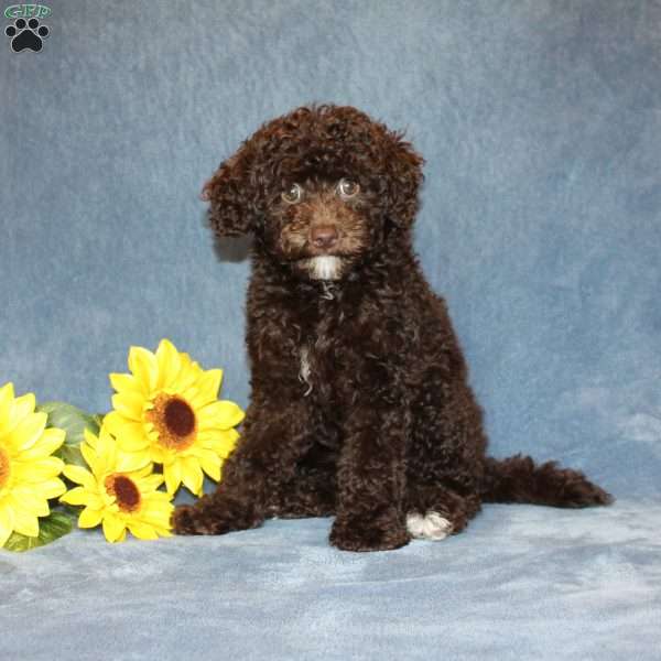 Brownie, Toy Poodle Puppy