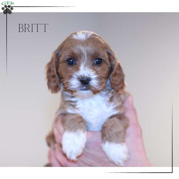 Britt, Cavapoo Puppy