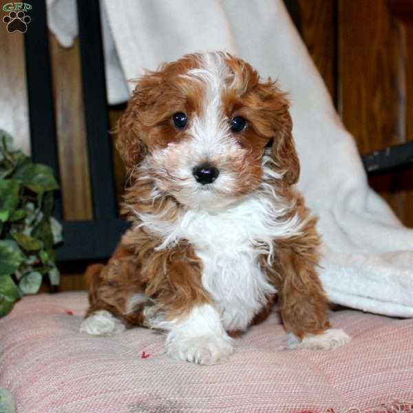 Timothy, Mini Goldendoodle Puppy