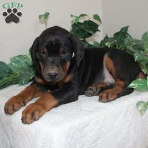 Lonnie, Doberman Pinscher Puppy