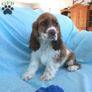 Jolly, Cocker Spaniel Puppy