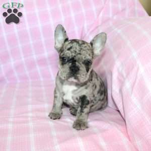 Shadow, French Bulldog Puppy