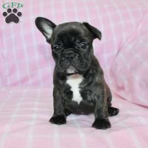 Sheila, French Bulldog Puppy