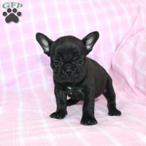 Sara, French Bulldog Puppy