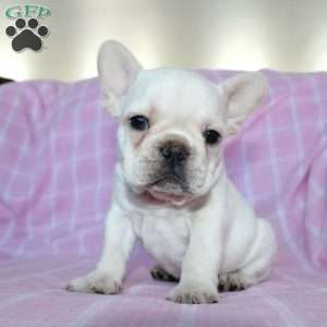 Shiloh, French Bulldog Puppy