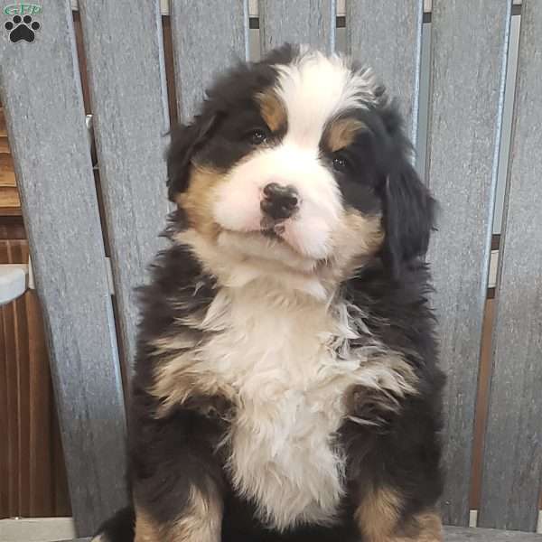 Tripp, Bernese Mountain Dog Puppy