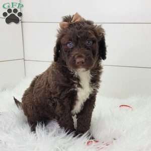 Latte, Portuguese Water Dog Puppy