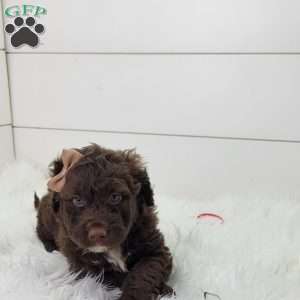 Latte, Portuguese Water Dog Puppy