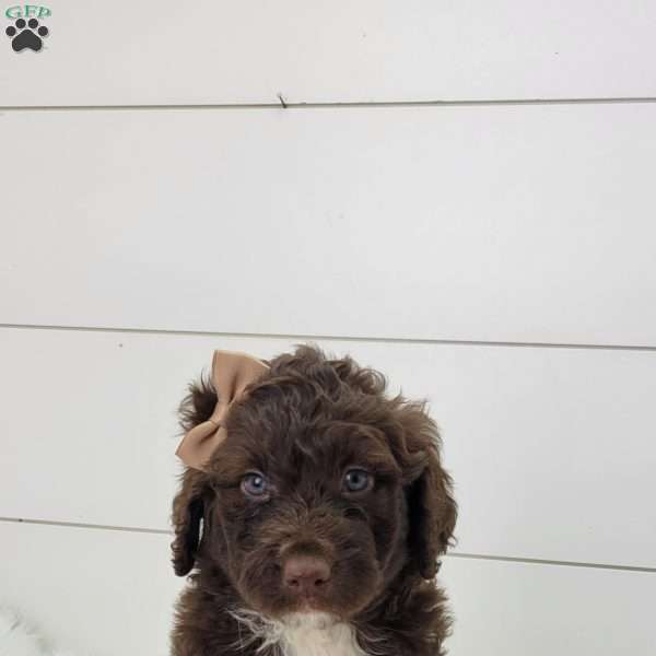 Latte, Portuguese Water Dog Puppy