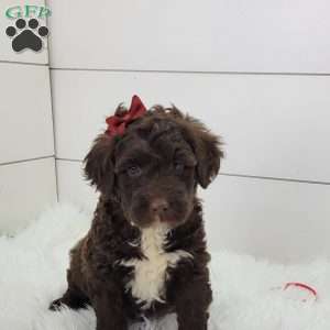 Cookie, Portuguese Water Dog Puppy