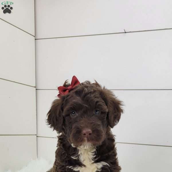 Cookie, Portuguese Water Dog Puppy