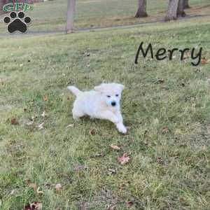 Merry, English Cream Golden Retriever Puppy