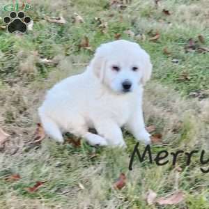 Merry, English Cream Golden Retriever Puppy