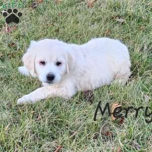 Merry, English Cream Golden Retriever Puppy