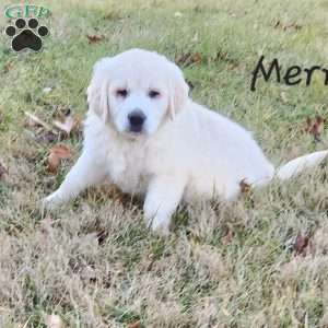 Merry, English Cream Golden Retriever Puppy