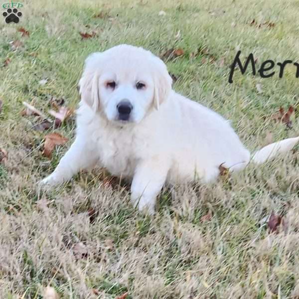 Merry, English Cream Golden Retriever Puppy