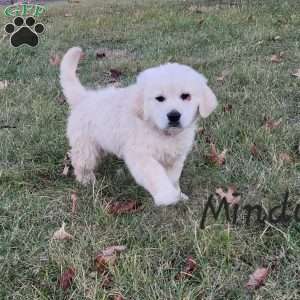 Mindy, English Cream Golden Retriever Puppy