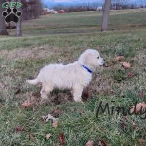 Mindy, English Cream Golden Retriever Puppy