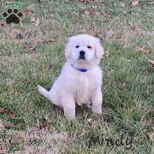 Mindy, English Cream Golden Retriever Puppy