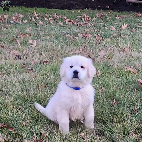 Mindy, English Cream Golden Retriever Puppy