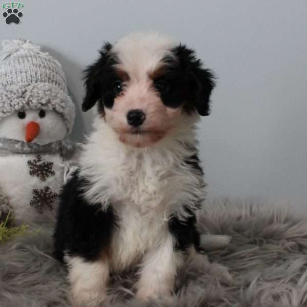 Skylar, Bernedoodle Puppy