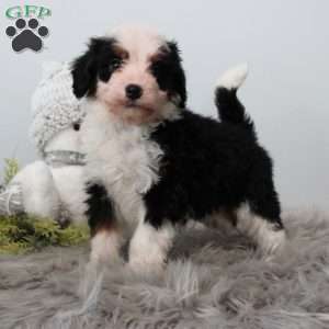 Skylar, Bernedoodle Puppy