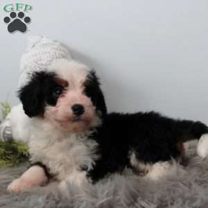 Skylar, Bernedoodle Puppy