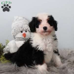 Skylar, Bernedoodle Puppy