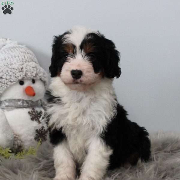 Lilly, Bernedoodle Puppy