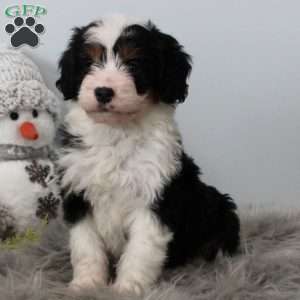 Lilly, Bernedoodle Puppy