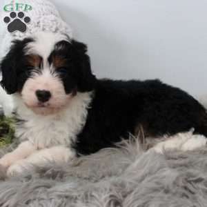 Lilly, Bernedoodle Puppy