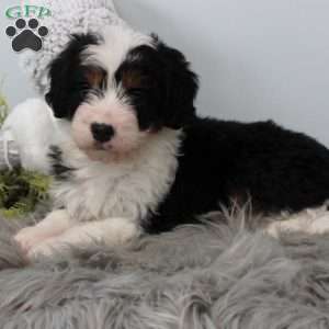 Lilly, Bernedoodle Puppy