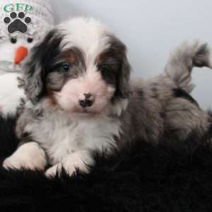 Oliver, Bernedoodle Puppy