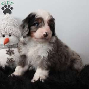 Oliver, Bernedoodle Puppy