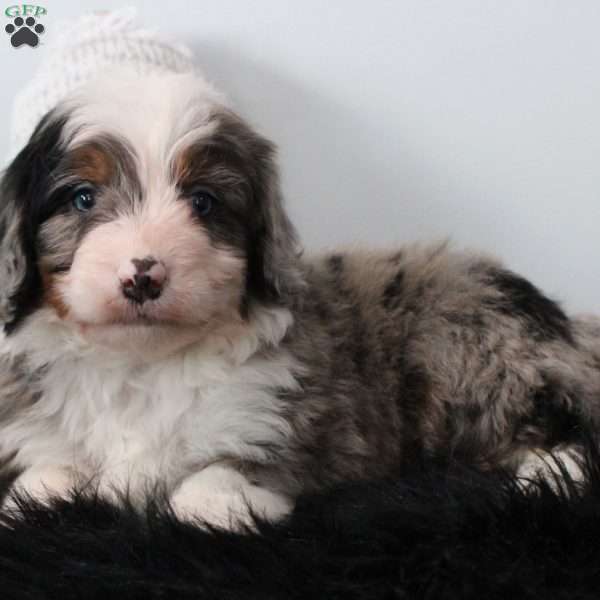 Oliver, Bernedoodle Puppy