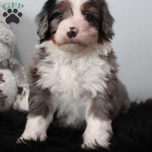 Oliver, Bernedoodle Puppy