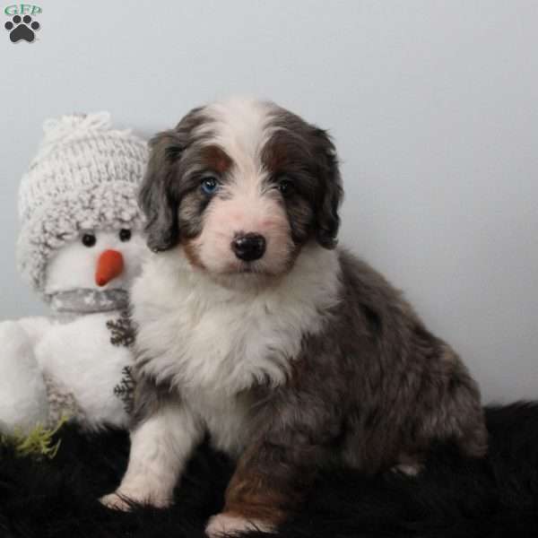 Toby, Bernedoodle Puppy