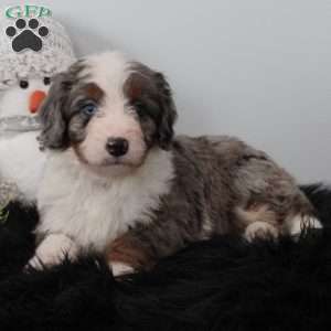 Toby, Bernedoodle Puppy