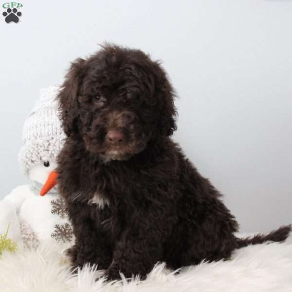 Jasper, Portuguese Water Dog Puppy