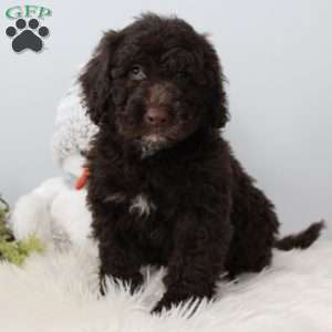 Jasper, Portuguese Water Dog Puppy