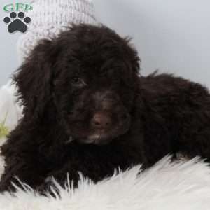 Jasper, Portuguese Water Dog Puppy