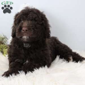 Jasper, Portuguese Water Dog Puppy