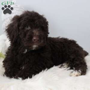 Jasper, Portuguese Water Dog Puppy