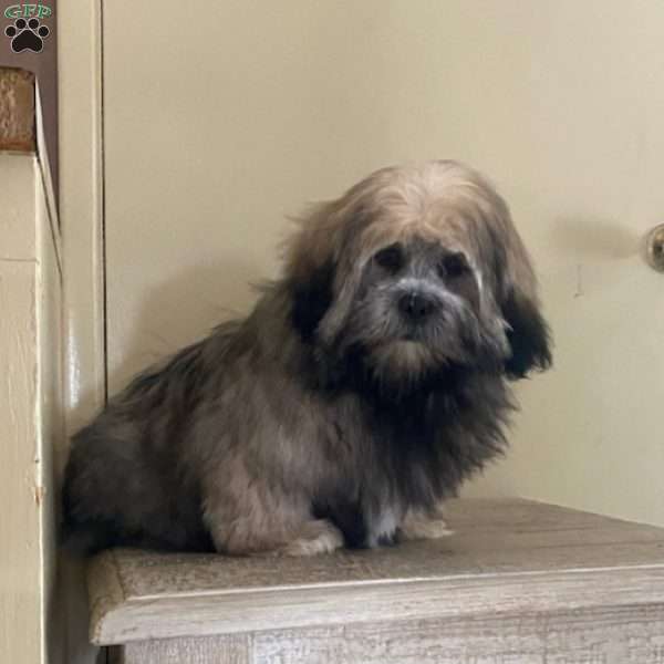 Black Jack, Lhasa Apso Puppy