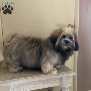 Black Jack, Lhasa Apso Puppy