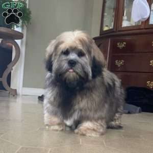 Black Jack, Lhasa Apso Puppy