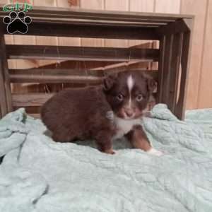 Nikki, Miniature Australian Shepherd Puppy