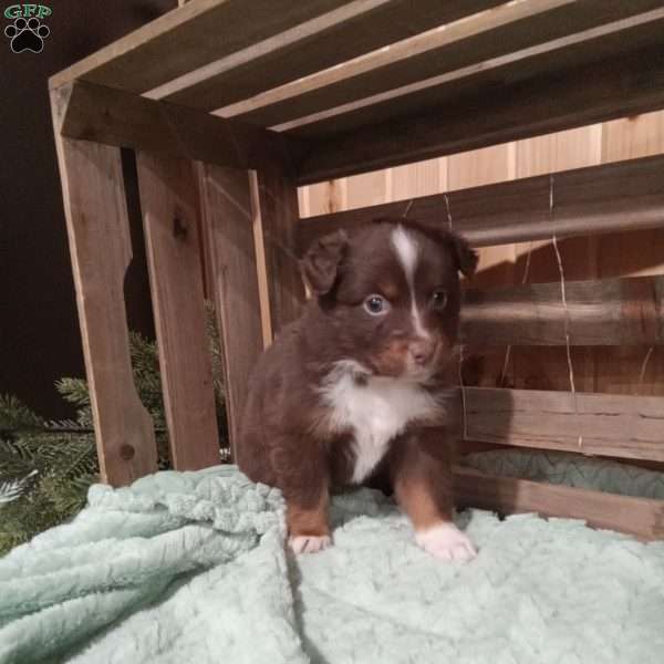 Nikki, Miniature Australian Shepherd Puppy